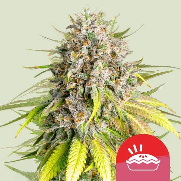 Royal Queen x TYSON Punch Pie Feminised Cannabis Seeds | Royal Queen Seeds