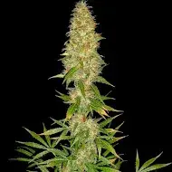 Royal Thai Regular Cannabis Seeds | Spliff Seeds