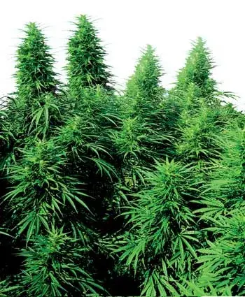 Ruderalis Skunk Regular Cannabis Seeds | Sensi Seeds 