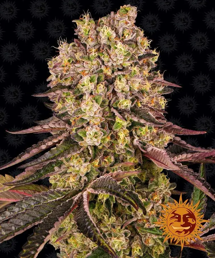 Runtz Muffin Feminised Cannabis Seeds | Barney's Farm 