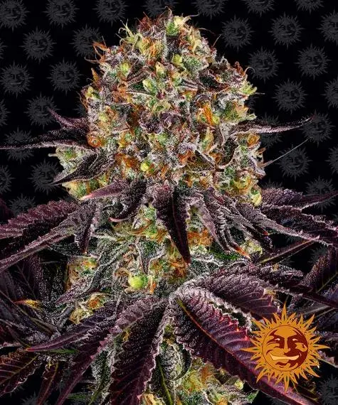 Runtz x Layer Cake Feminised Cannabis Seeds | Barney's Farm 