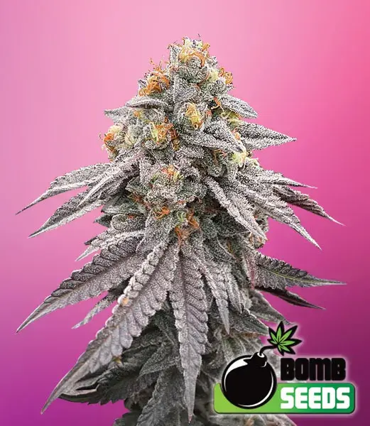 Runtz Bomb Feminised Cannabis Seeds | Bomb Seeds 