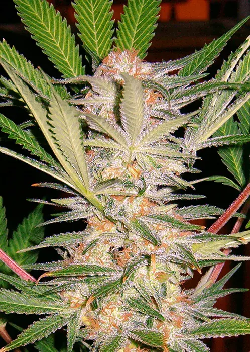 S.A.D. Feminised Cannabis Seeds | Sweet Seeds
