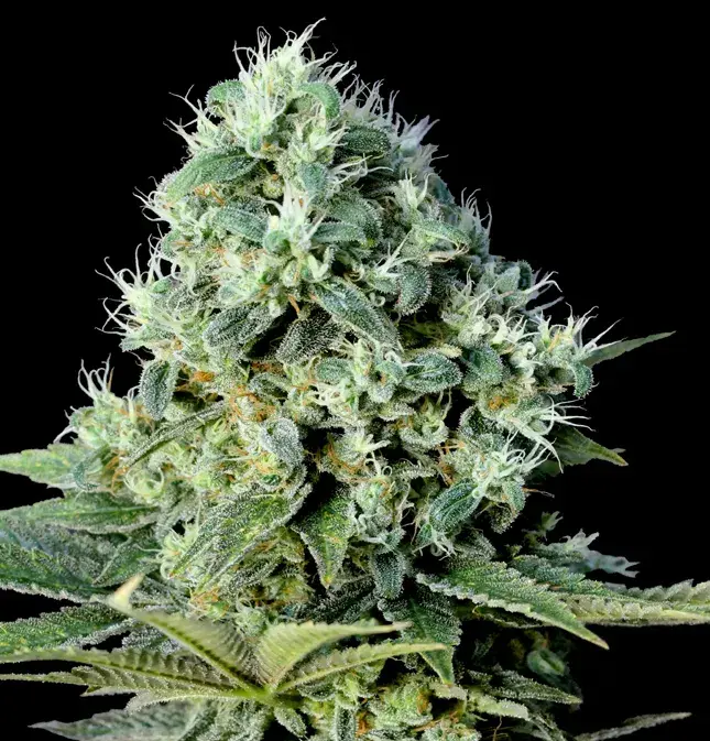 Santa Bilbo Feminised Cannabis Seeds