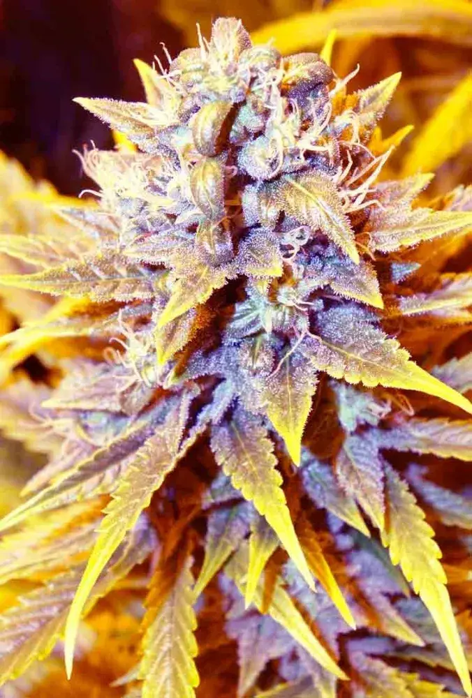 SAN FRANCISCO OG x SCBDX Feminised Cannabis Seeds