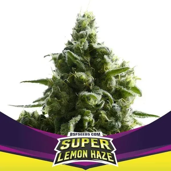 SLH Cannabis Seeds - BSF Seeds Feminised Cannabis Seeds - BSF Seeds