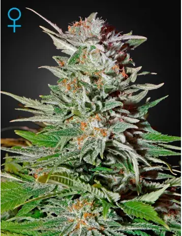 Super Lemon Haze Auto Feminised Cannabis Seeds | Green House Seeds
