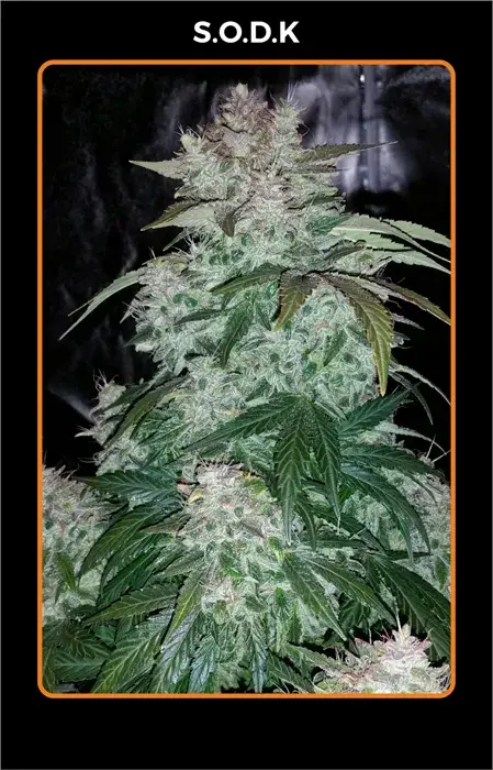 SODK Auto Feminised Cannabis Seeds