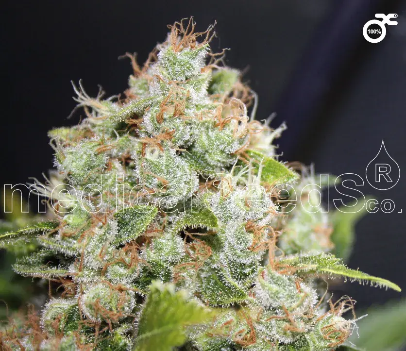 BCN Sour Diesel Feminised Cannabis Seeds | Medical Seeds