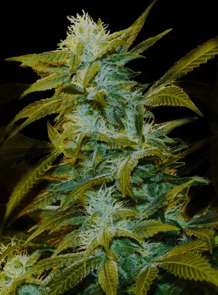 Super Silver Bilbo Feminised Cannabis Seeds