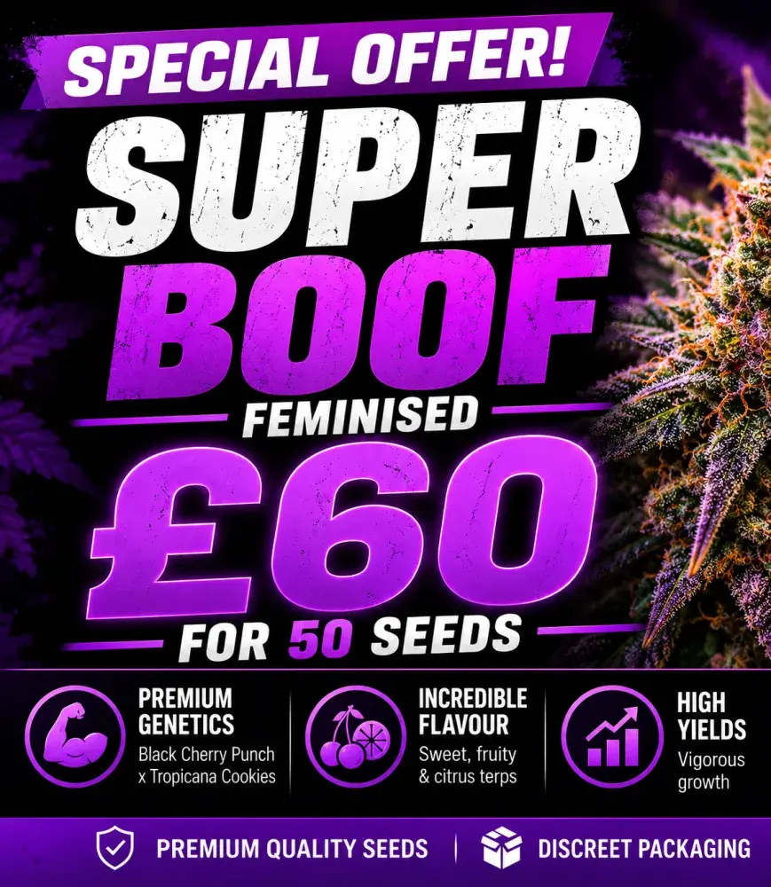 Superboof Feminised Cannabis Seeds | 50 Bulk Seeds