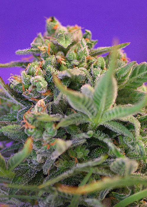 Sweet Cheese Feminised Cannabis Seeds | Sweet Seeds