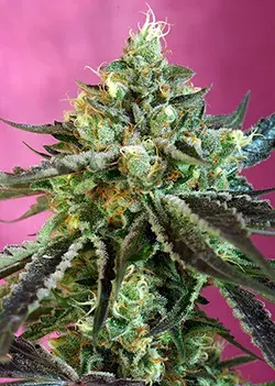 Sweet Nurse Auto Feminised Cannabis Seeds | Sweet Seeds