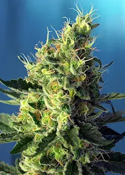 Strawberry Banana Gelato XL Auto Feminised Cannabis Seeds | Sweet Seeds.