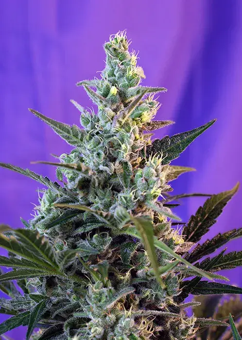 Auto Sweet Skunk Feminised Cannabis Seeds | Sweet Seeds