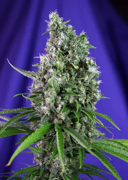 Sweet Trainwreck Auto Feminised Cannabis Seeds | Sweet Seeds