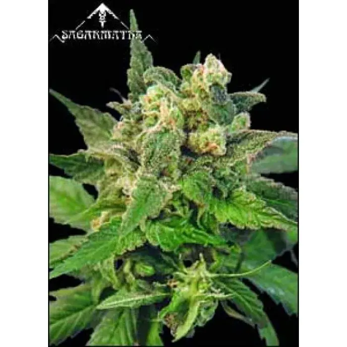 Matanuska Mist Regular Cannabis Seeds | Sagarmatha Seeds