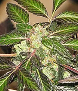 Indica XXL Feminised Cannabis Seeds | Sagarmatha Seeds