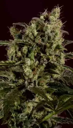 SAGE n SOUR x SCBDX Feminised Cannnabis Seeds