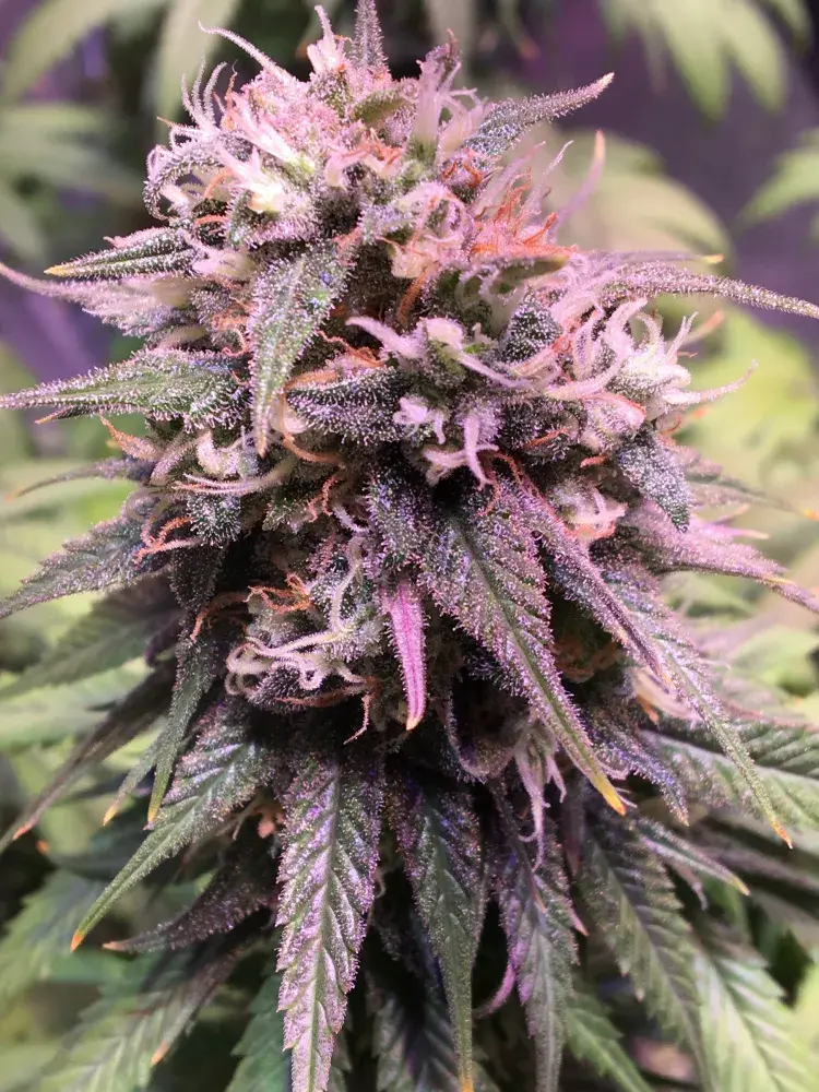 San Francisco Sour Dough Feminised Cannabis Seeds | Top Shelf Elite