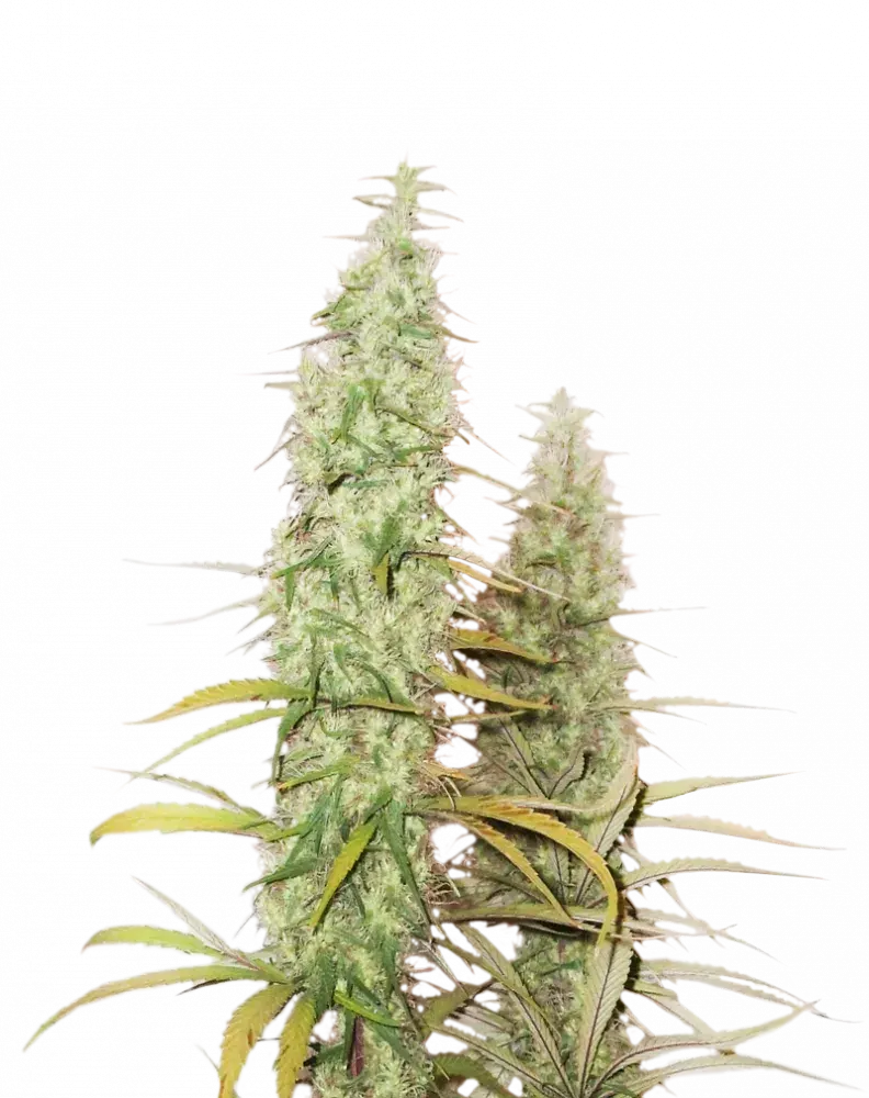Santa Marta Haze Auto Feminised Cannabis Seeds | Seed Stockers