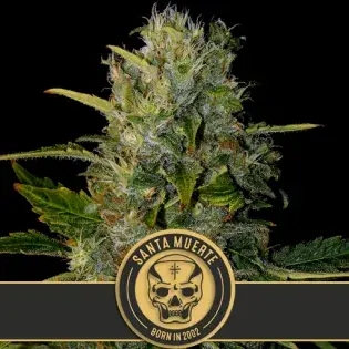 Santa Muerte Feminised Cannabis Seeds | Blim Burn Seeds 