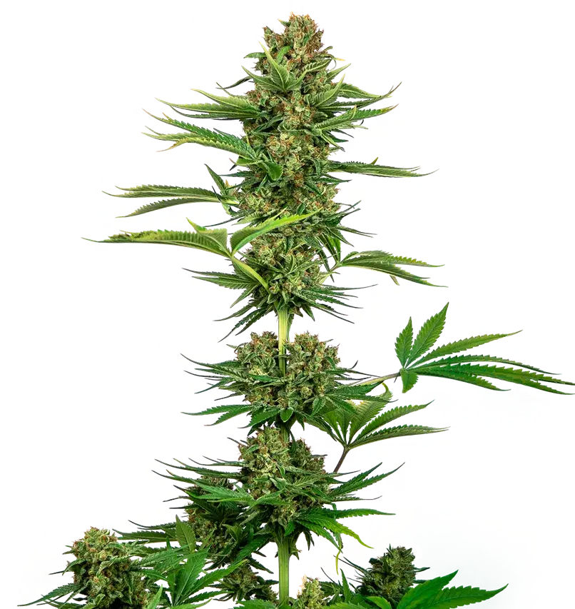 Satin Black Domina CBD Feminised Cannabis Seeds - Sensi Seeds