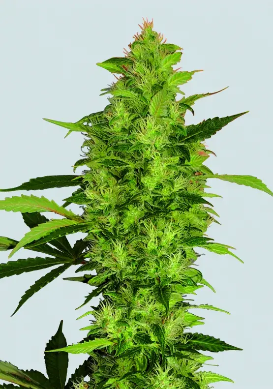 Sour Diesel Feminised Cannabis Seeds | Nirvana