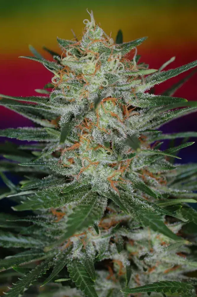 Scarlet Queen Regular Cannabis Seeds | TGA Seeds 