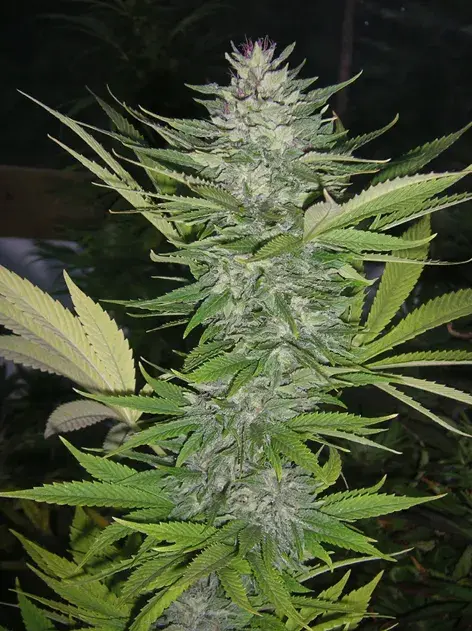 Brainwarp Regular Cannabis Seeds | Secret Valley