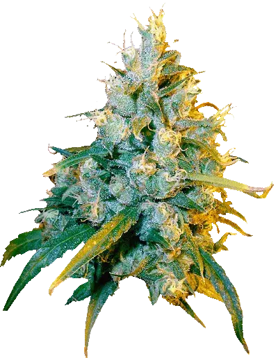 Jamaican Grape Regular Cannabis Seeds | Secret Valley