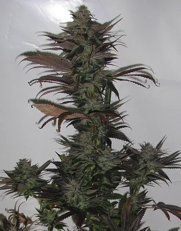 Northern Flame Regular Cannabis Seeds | Secret Valley