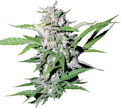 Top Dollar Regular Cannabis Seeds | Secret Valley
