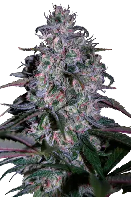 Alakazam Feminised Cannabis Seeds
