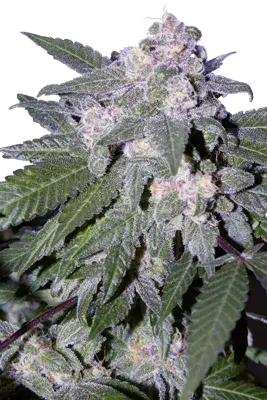 Auto Blue Feminised Cannabis Seeds