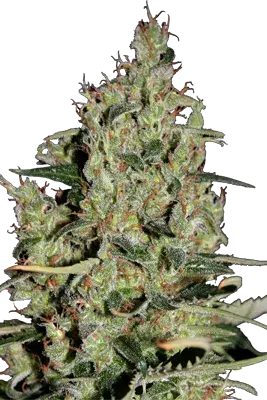 Auto Critical Feminised Cannabis Seeds