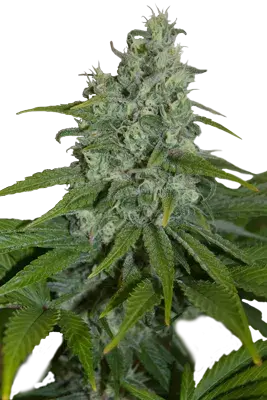 Automax Feminised Cannabis Seeds