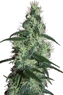 Critical Feminised Cannabis Seeds