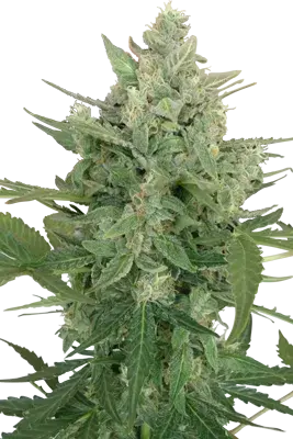 Lowdwarf Feminised Cannabis Seeds