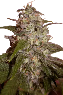 Orange Light Feminised Cannabis Seeds