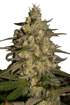 Silver Jack Feminised Cannabis Seeds