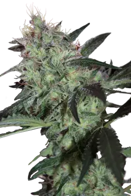 Super Diesel Feminised Cannabis Seeds
