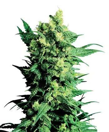 Shiva Shanti II Regular Cannabis Seeds | Sensi Seeds 