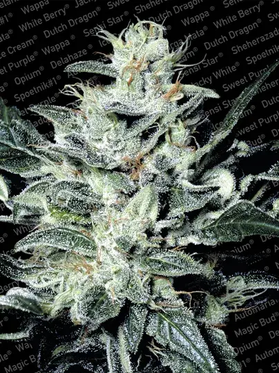Sensi Star Feminised Cannabis Seeds | Paradise Seeds