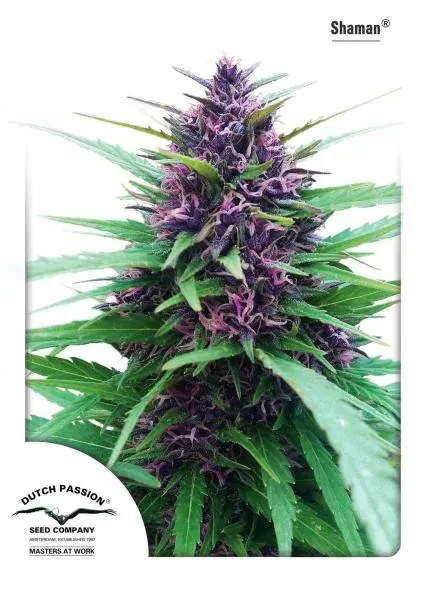 Shaman Regular Cannabis Seeds | Dutch Passion 