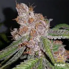 Lemon O.G. Feminised Cannabis Seeds - Super Sativa Seed Club