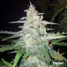 Pineapple Poison Feminised Cannabis Seeds - Super Sativa Seed Club