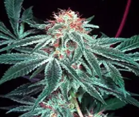 Shark Shock Regular Cannabis Seeds | Mr Nice Seeds