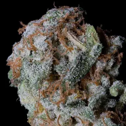 Sherbert Glue Feminised Cannabis Seeds | Big Head Seeds
