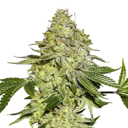 Sherbet Feminised Cannabis Seeds | Seed Stockers